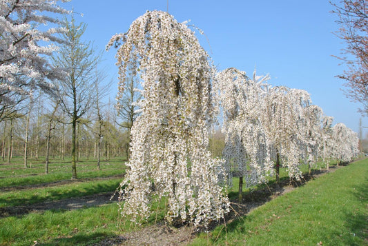 Prunus Subhirtella Snow Fountain Single Stem - View 10 from www redcrocus com