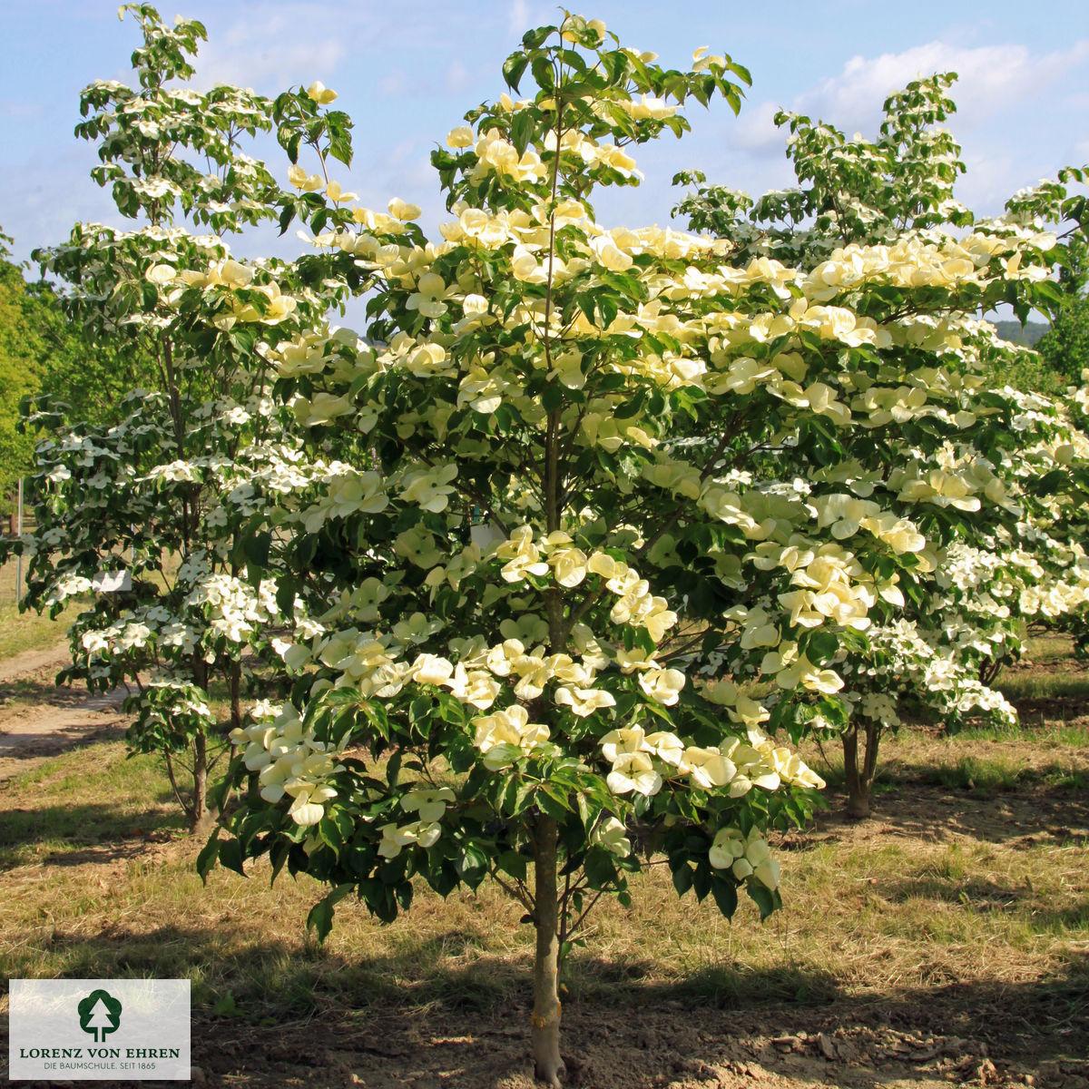 Cornus Venus Single Stem - View 11 from www redcrocus com