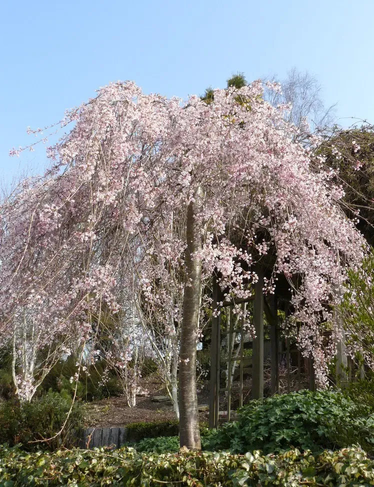 Prunus Subhirtella 'pendula Plena Rosea' - View 23 from www redcrocus com