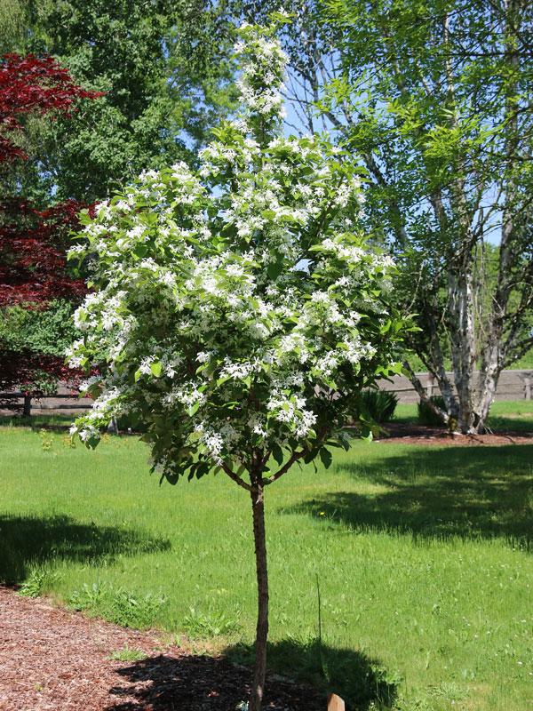 Chionanthus Retusus Tokyo Tower Single Stem - View 10 from www redcrocus com