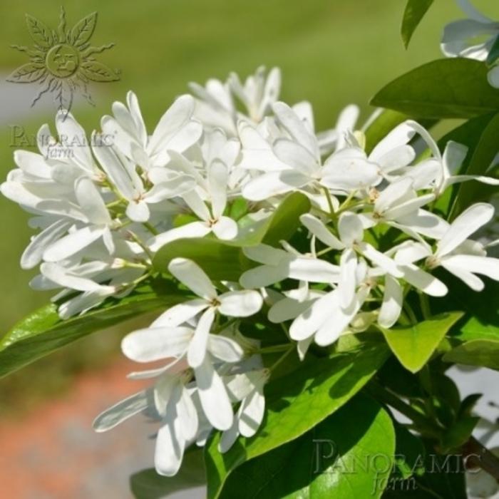 Chionanthus Retusus Tokyo Tower Single Stem - View 11 from www redcrocus com