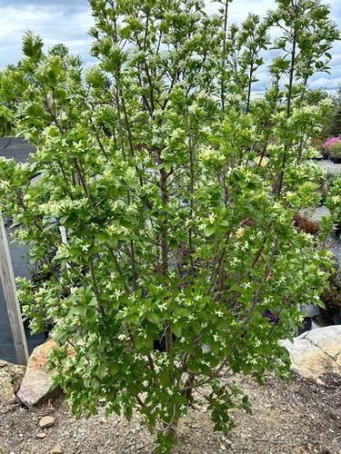 Chionanthus Retusus Tokyo Tower Single Stem - View 12 from www redcrocus com