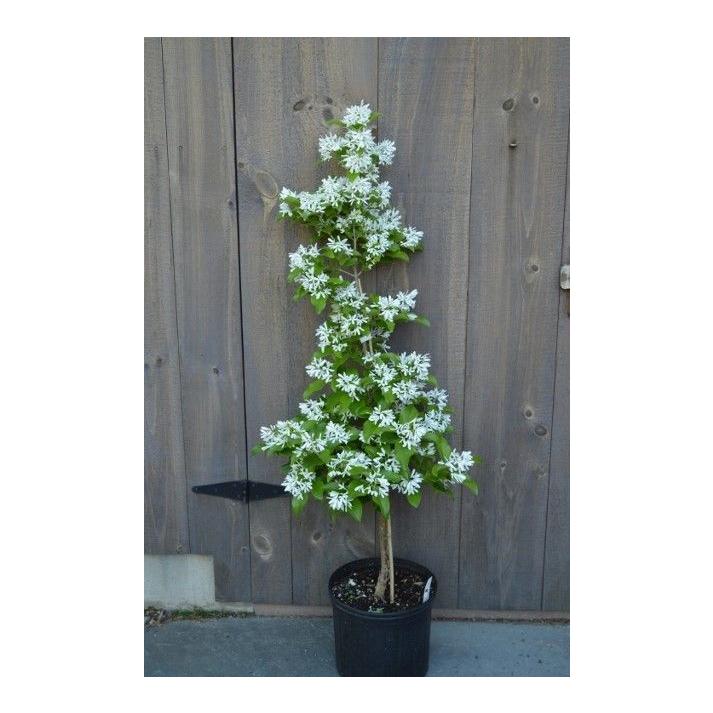 Chionanthus Retusus Tokyo Tower Single Stem - View 14 from www redcrocus com