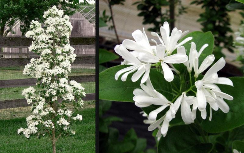 Chionanthus Retusus Tokyo Tower Single Stem - View 15 from www redcrocus com