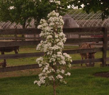 Chionanthus Retusus Tokyo Tower Single Stem - View 18 from www redcrocus com