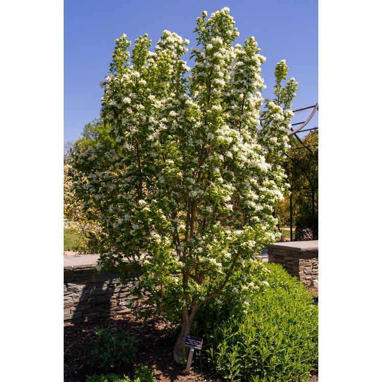 Chionanthus Retusus Tokyo Tower Single Stem - View 19 from www redcrocus com