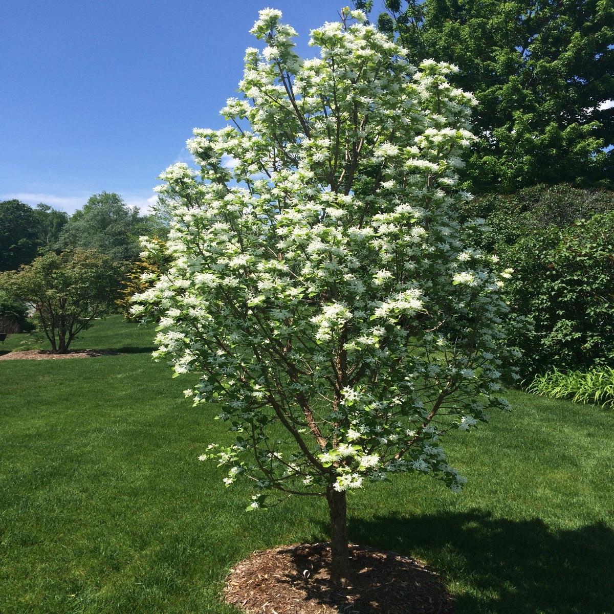 Chionanthus Retusus Tokyo Tower Single Stem - View 3 from www redcrocus com