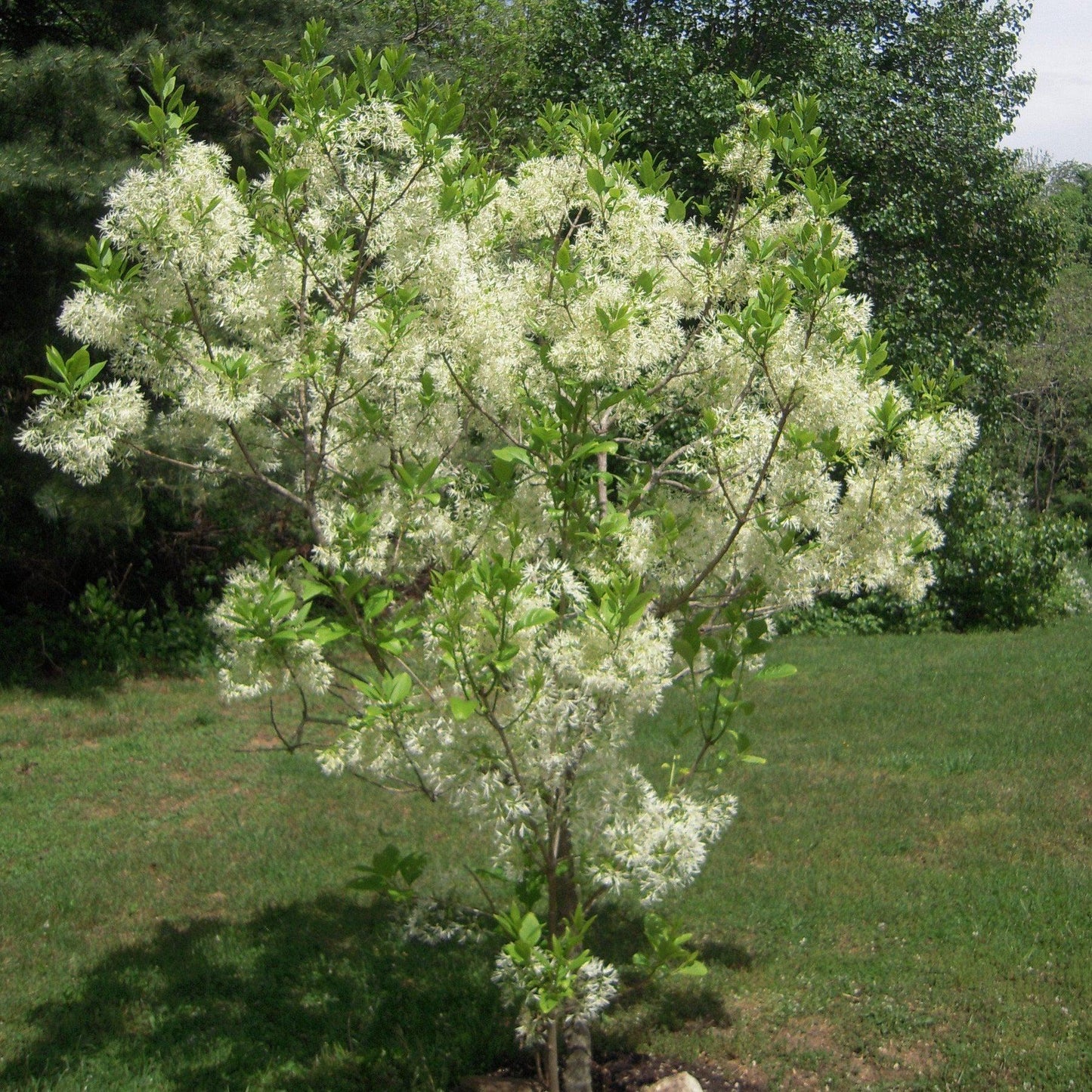 Chionanthus Retusus Tokyo Tower Single Stem - View 8 from www redcrocus com