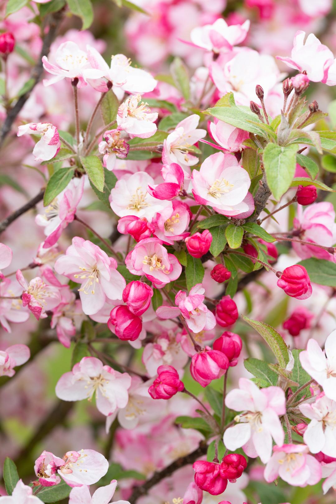 Malus Coralburst Tree Form - View 11 from www redcrocus com