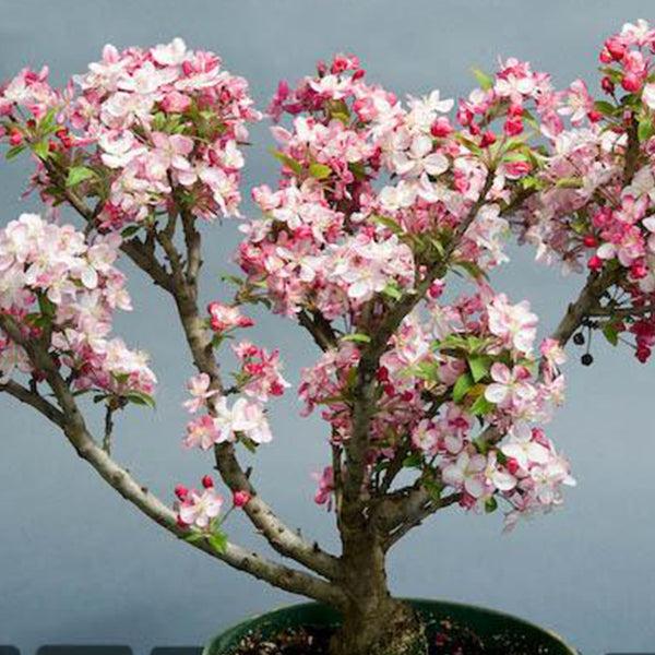 Malus Coralburst Tree Form - View 12 from www redcrocus com