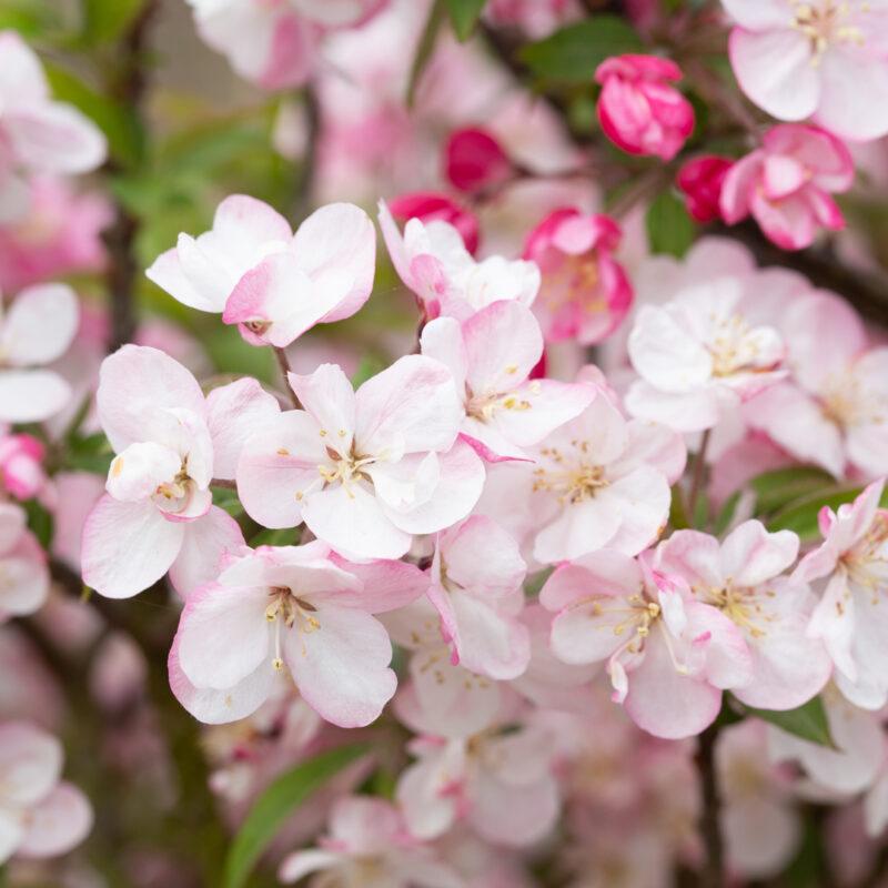 Malus Coralburst Tree Form - View 13 from www redcrocus com