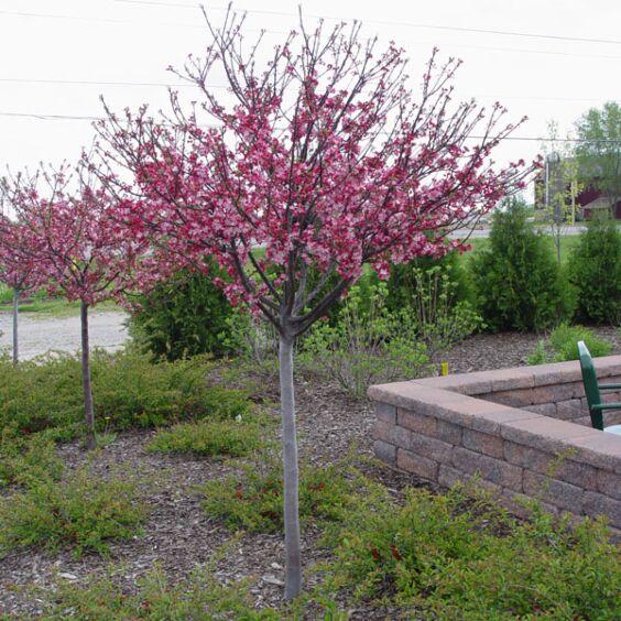 Malus Coralburst Tree Form - View 17 from www redcrocus com