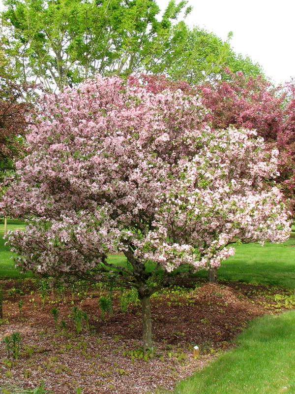 Malus Coralburst Tree Form - View 2 from www redcrocus com