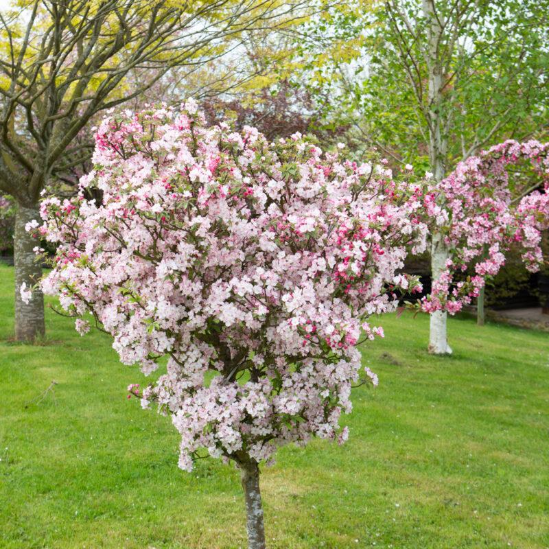 Malus Coralburst Tree Form - View 3 from www redcrocus com