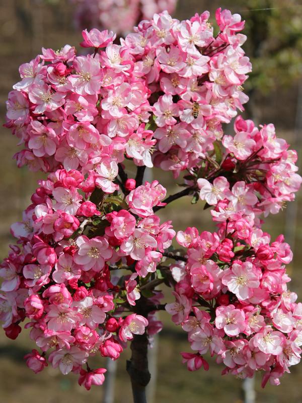 Malus Coralburst Tree Form - View 4 from www redcrocus com