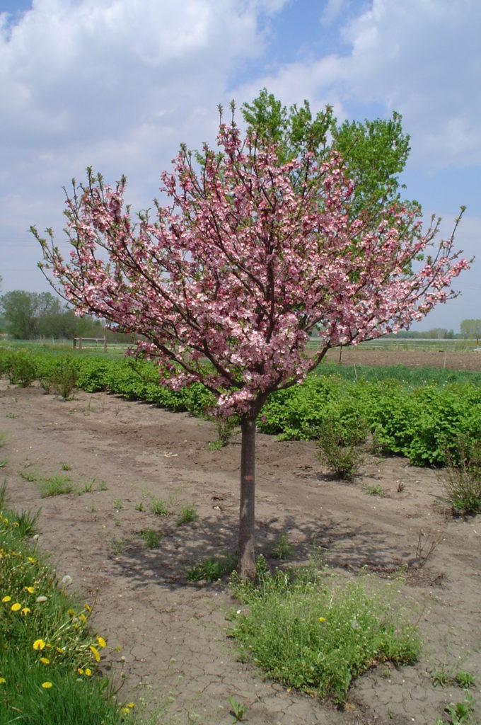 Malus Coralburst Tree Form - View 5 from www redcrocus com