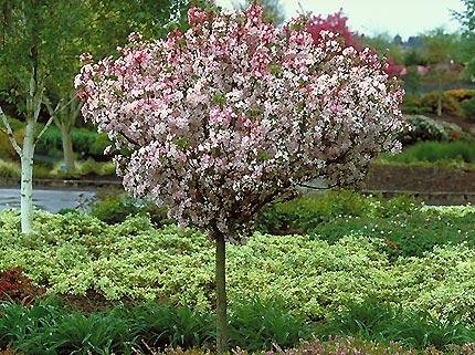 Malus Coralburst Tree Form - View 7 from www redcrocus com