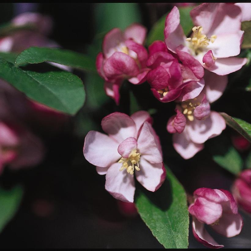 Malus Coralburst Tree Form - View 9 from www redcrocus com