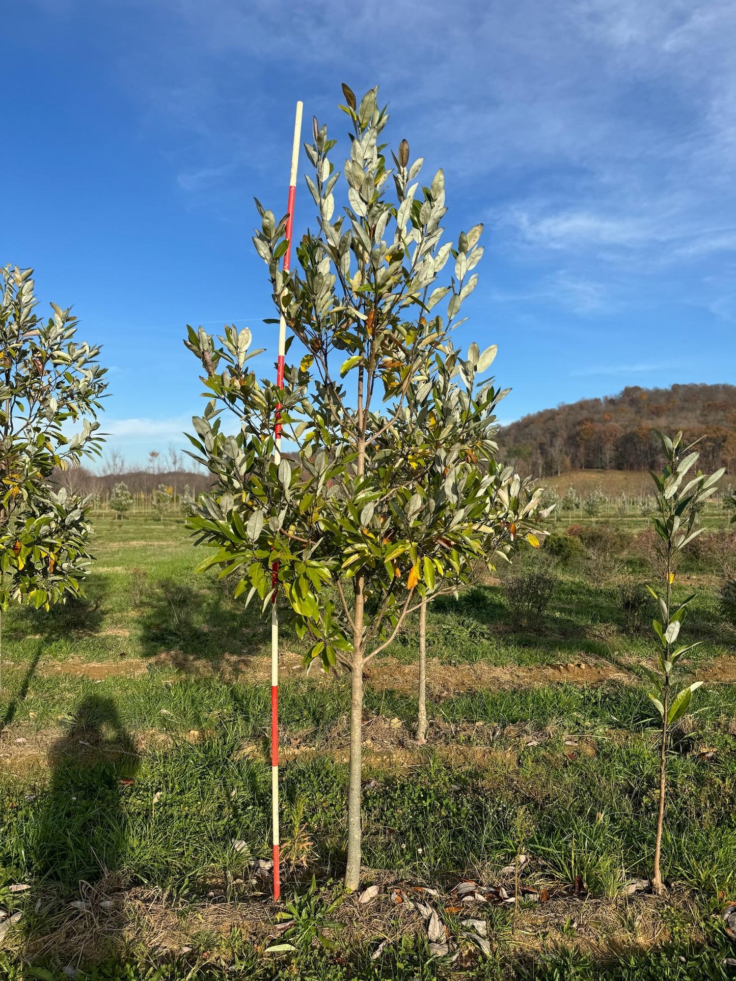 Magnolia Virginiana Single Stem - View 9 from www redcrocus com