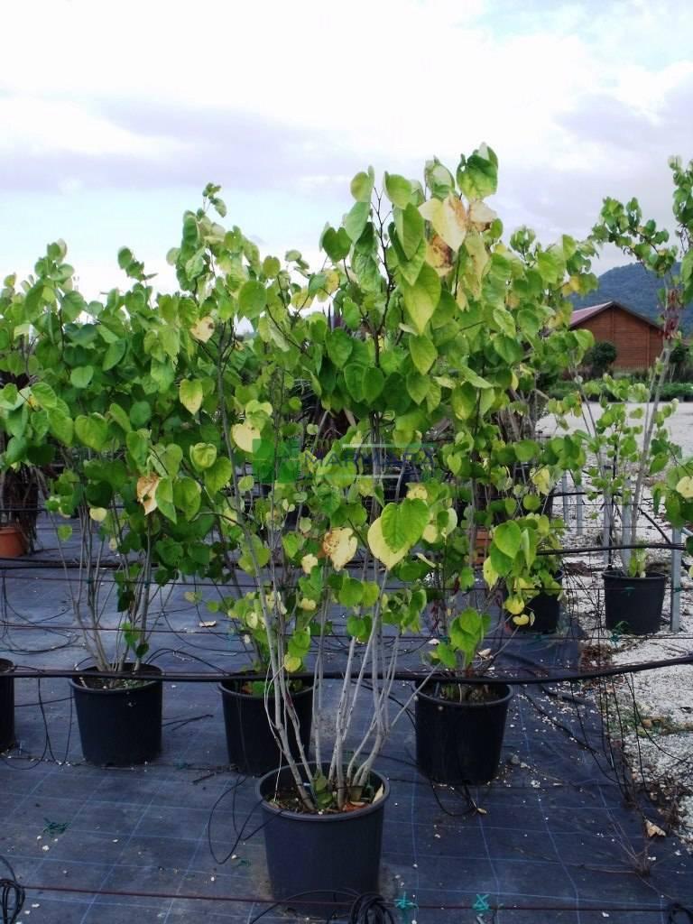 Cercis Canadensis Multi Stem - View 13 from www redcrocus com