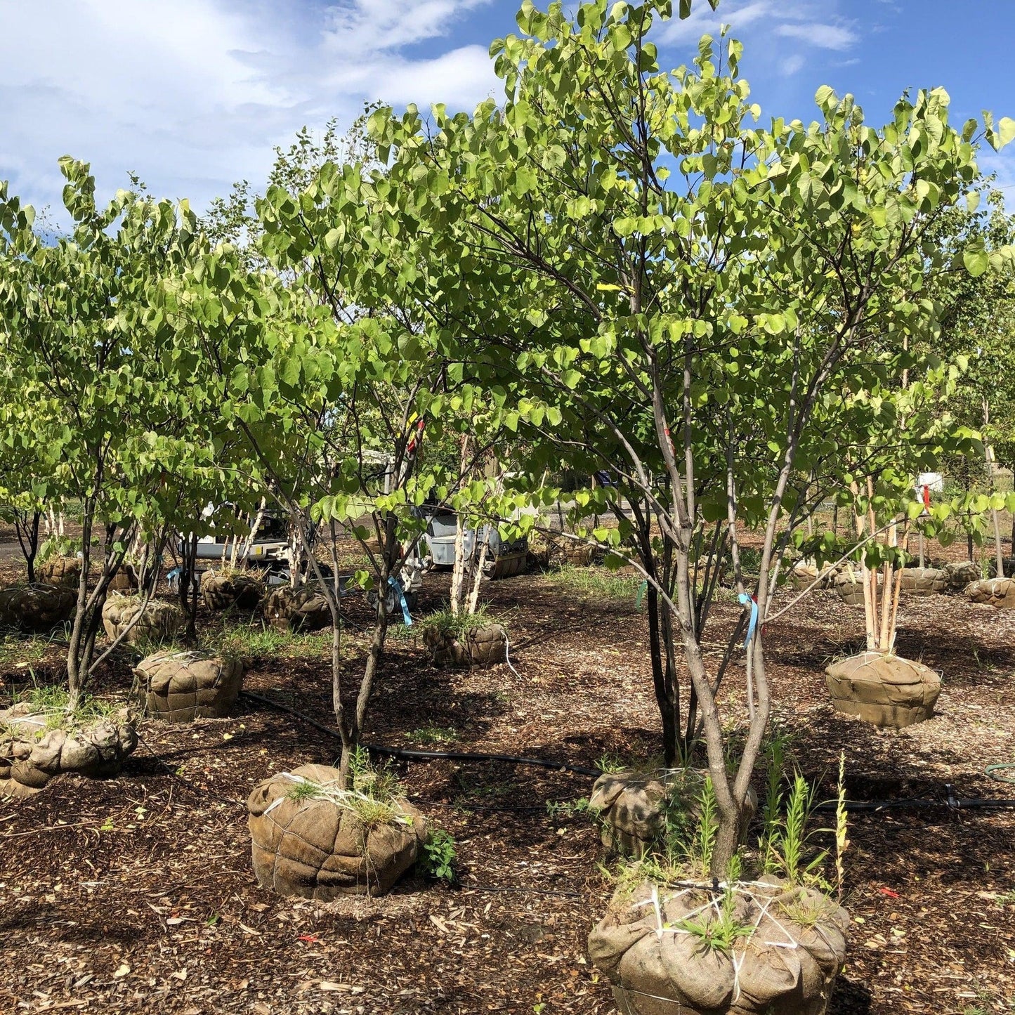 Cercis Canadensis Multi Stem - View 14 from www redcrocus com