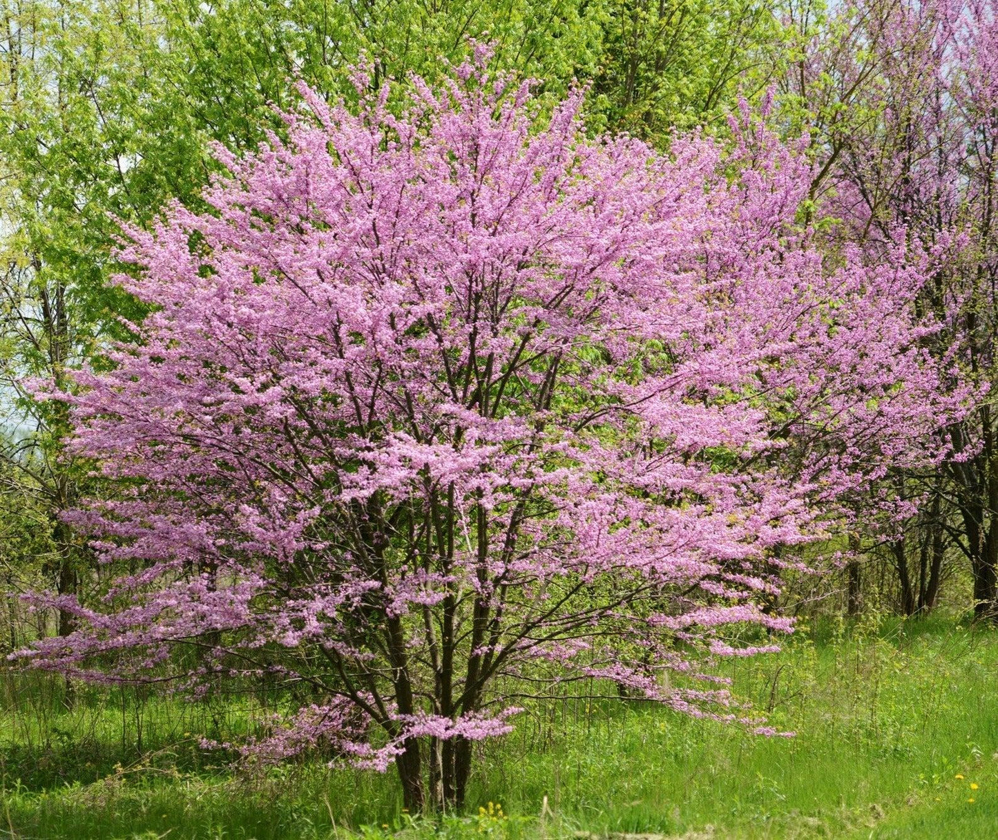 Cercis Canadensis Multi Stem - View 17 from www redcrocus com