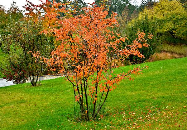 Cercis Canadensis Multi Stem - View 18 from www redcrocus com
