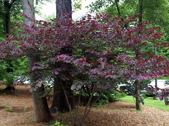 Cercis Canadensis Multi Stem - View 19 from www redcrocus com