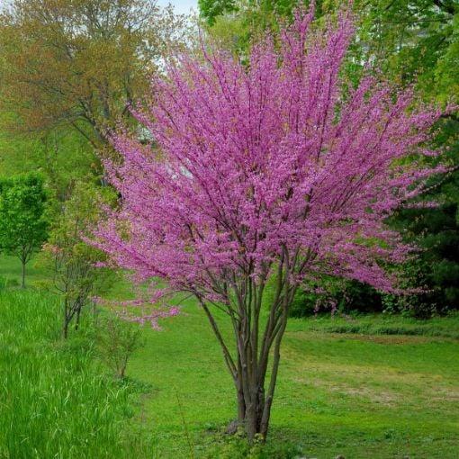 Cercis Canadensis Multi Stem - View 21 from www redcrocus com