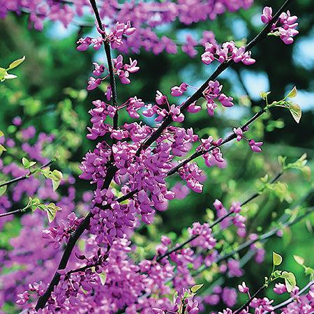 Cercis Canadensis Multi Stem - View 22 from www redcrocus com