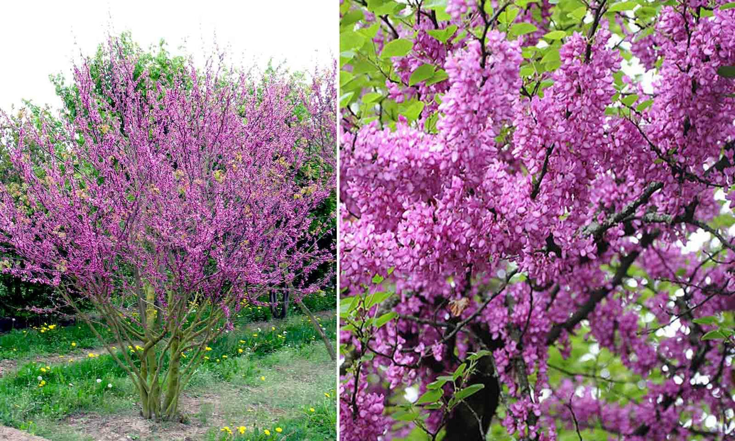 Cercis Canadensis Multi Stem - View 30 from www redcrocus com