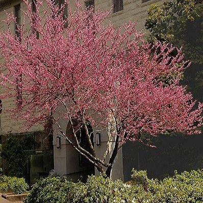 Cercis Canadensis Multi Stem - View 31 from www redcrocus com