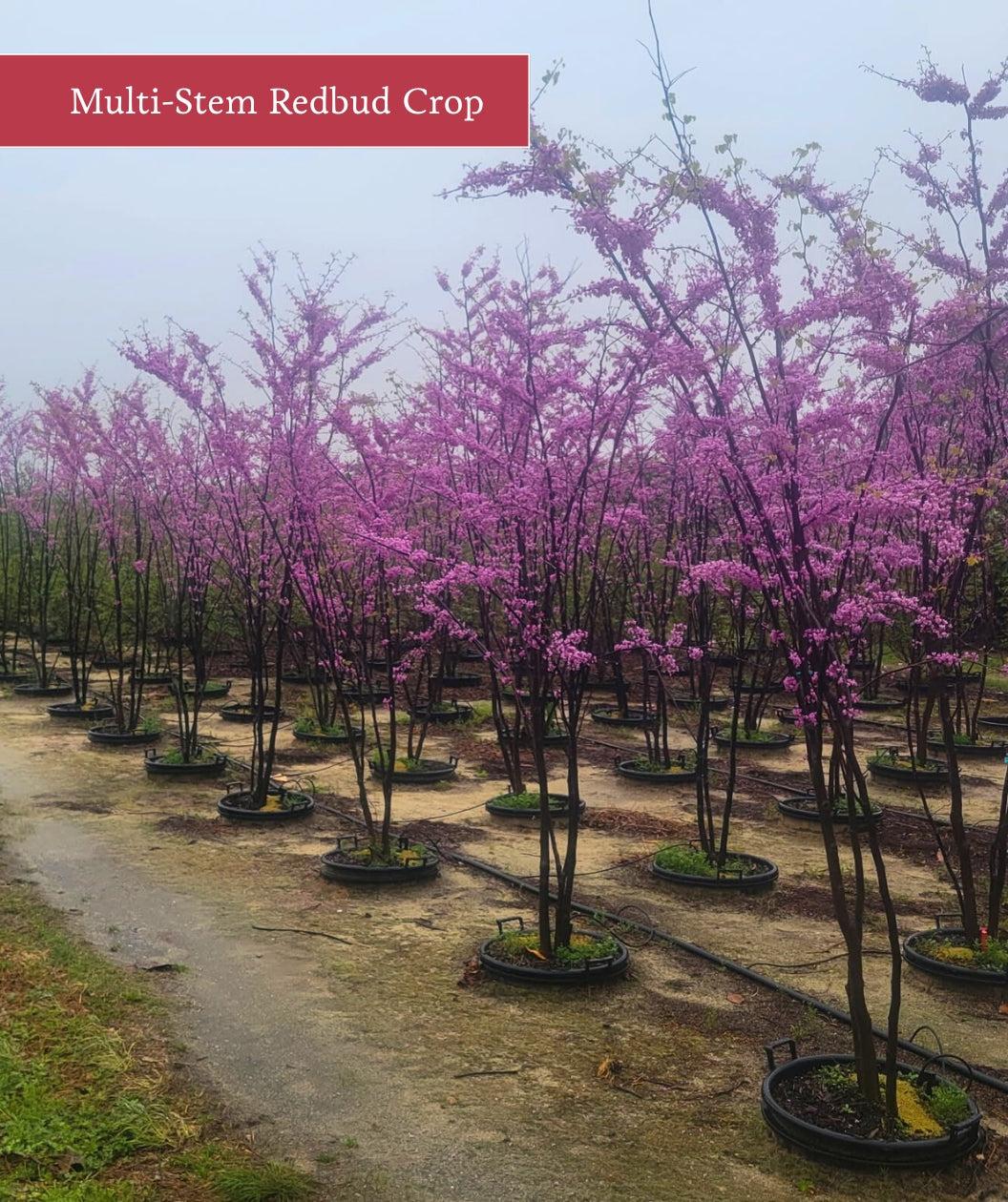 Cercis Canadensis Multi Stem - View 33 from www redcrocus com