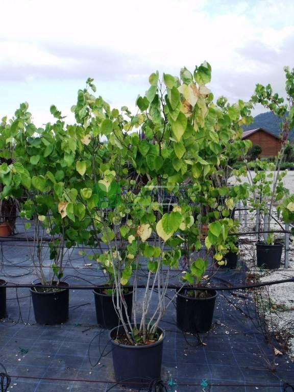 Cercis Canadensis Multi Stem - View 34 from www redcrocus com