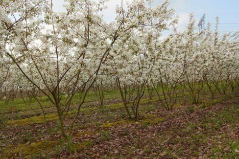 Cercis Canadensis Multi Stem - View 36 from www redcrocus com