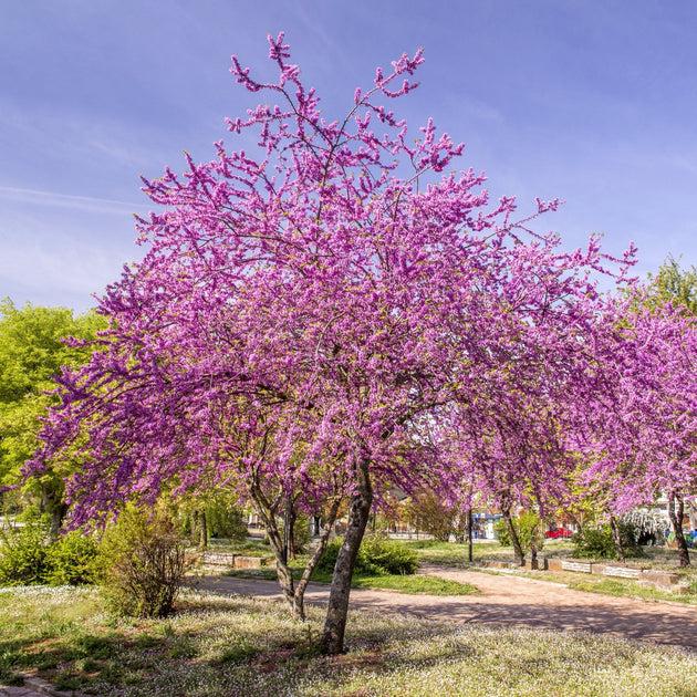 Cercis Canadensis Multi Stem - View 37 from www redcrocus com