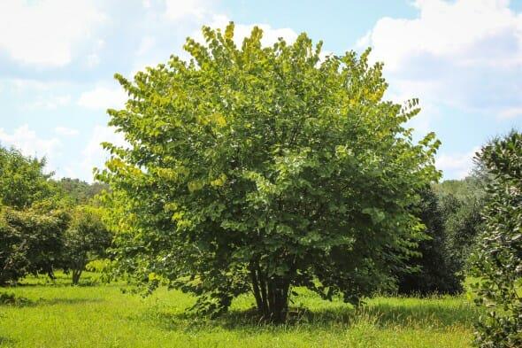 Cercis Canadensis Multi Stem - View 3 from www redcrocus com