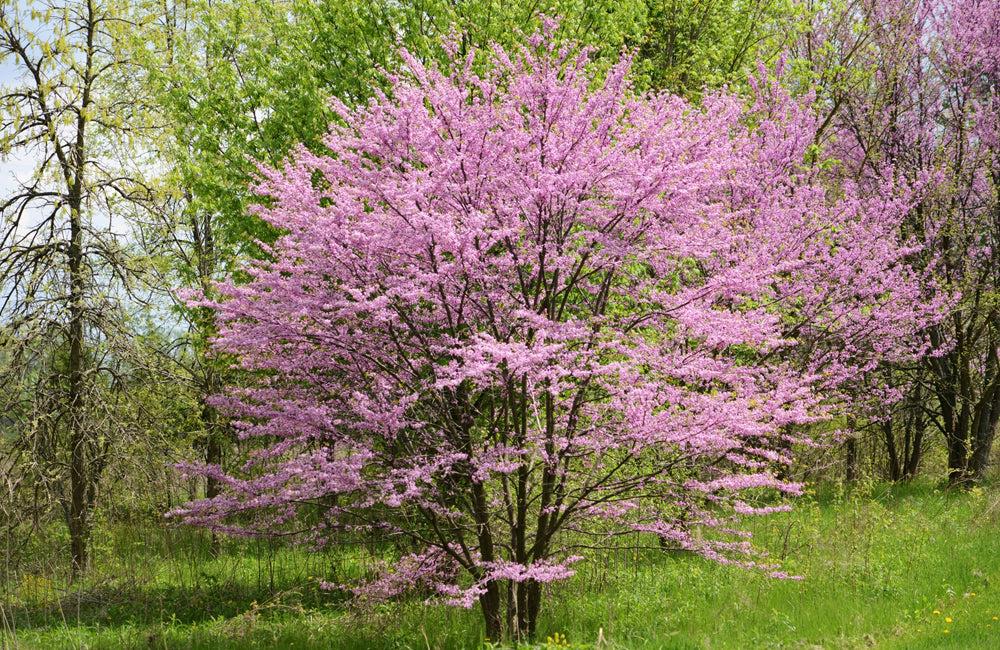Cercis Canadensis Multi Stem - View 4 from www redcrocus com