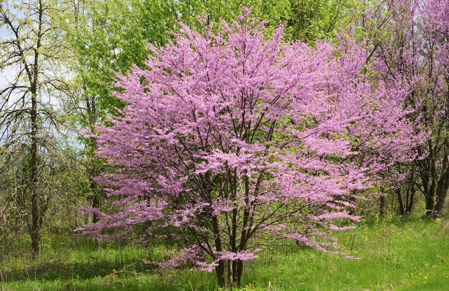 Cercis Canadensis Multi Stem - View 6 from www redcrocus com