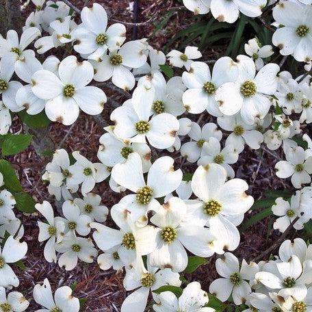 Cornus Florida 'appalachian Mist' Single Stem - View 9 from www redcrocus com
