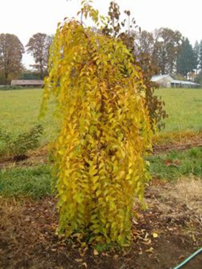 Styrax Japonicus 'fragrant Fountain' - View 9 from www redcrocus com