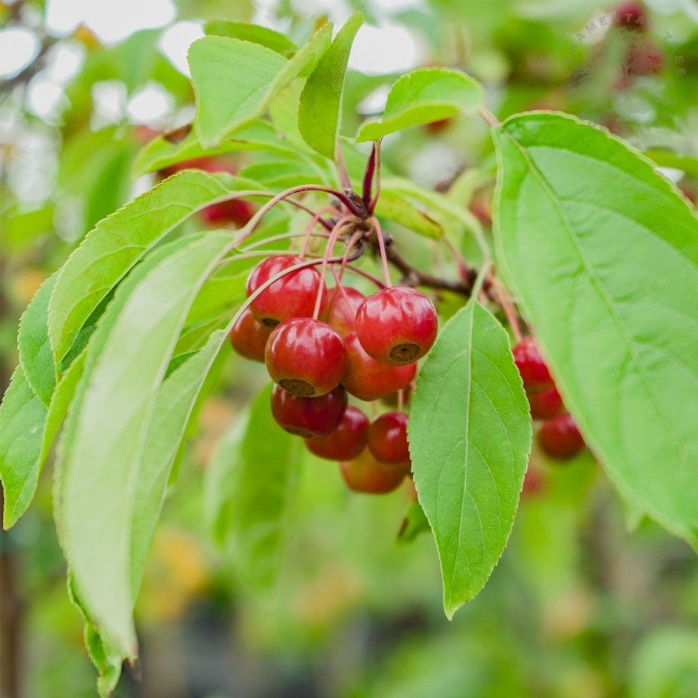 Malus Sugar Tyme - View 9 from www redcrocus com