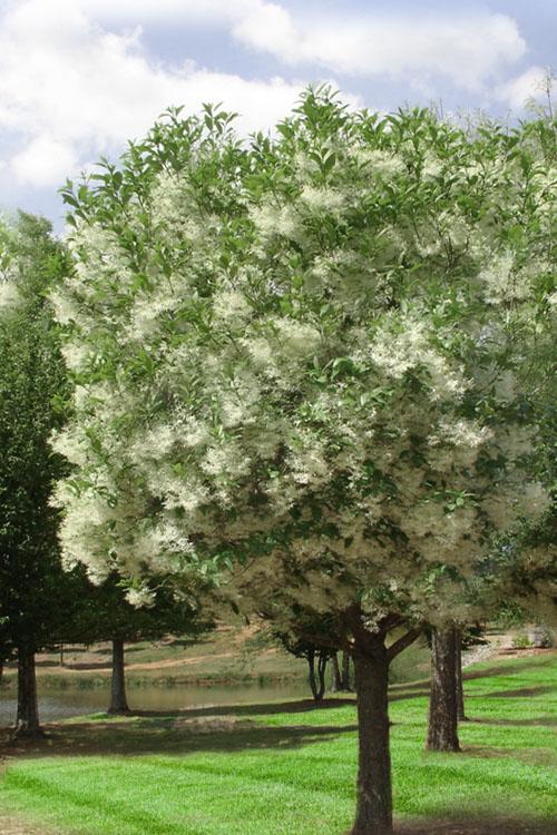 Chionanthus Virginicus Single Stem - View 12 from www redcrocus com