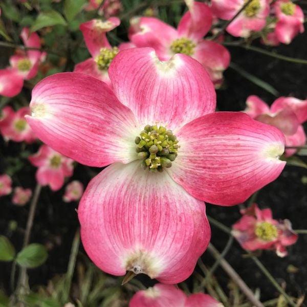 Cornus Florida Appalachian Blush Single Stem - View 10 from www redcrocus com