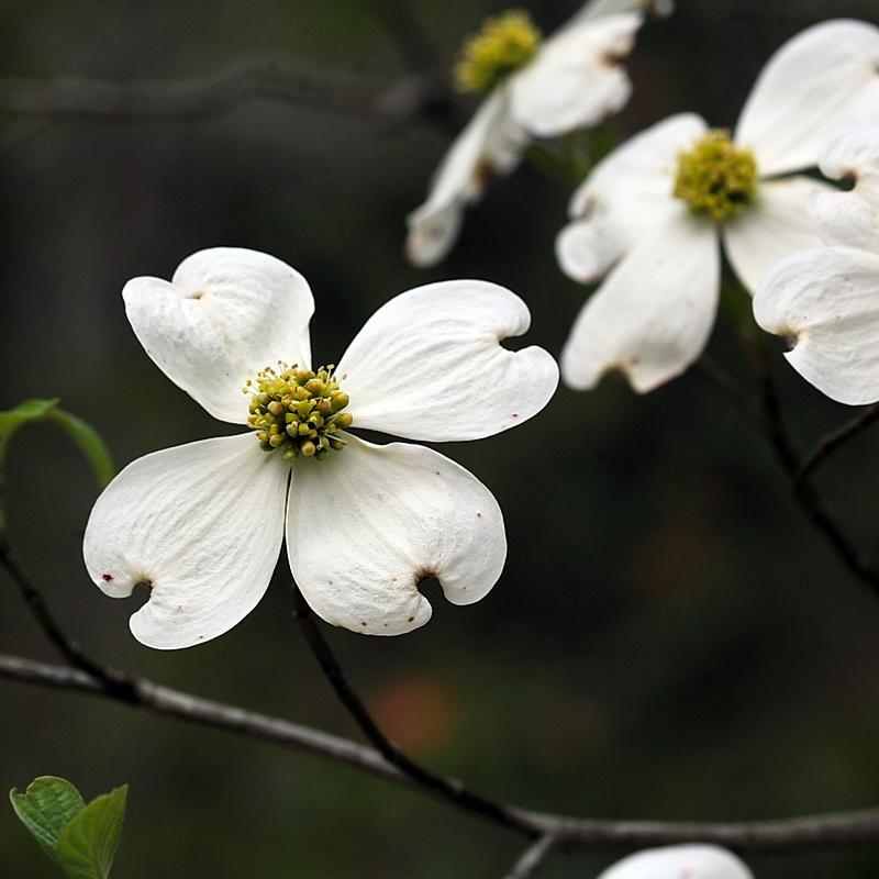 Cornus Florida Appalachian Blush Single Stem - View 12 from www redcrocus com