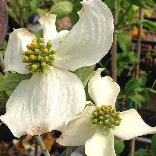 Cornus Florida Appalachian Blush Single Stem - View 15 from www redcrocus com