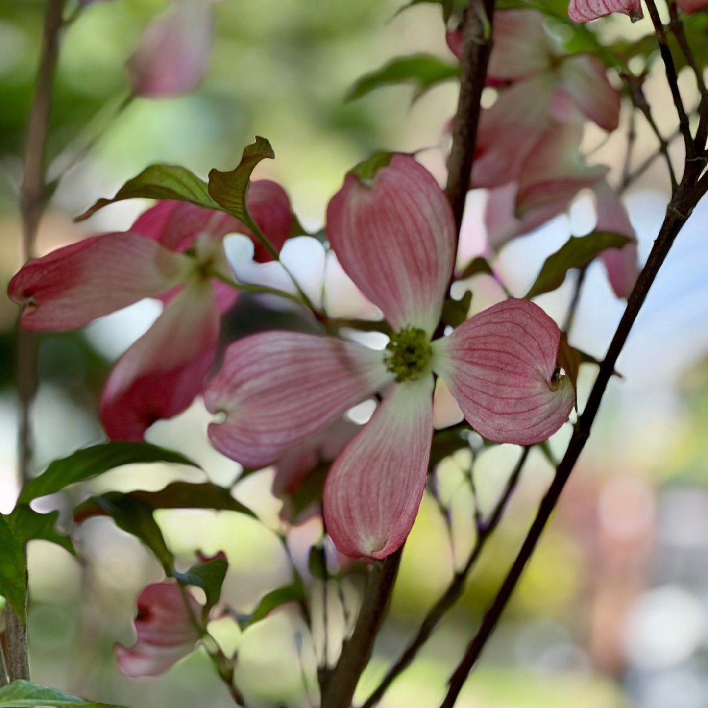 Cornus Florida Appalachian Blush Single Stem - View 16 from www redcrocus com