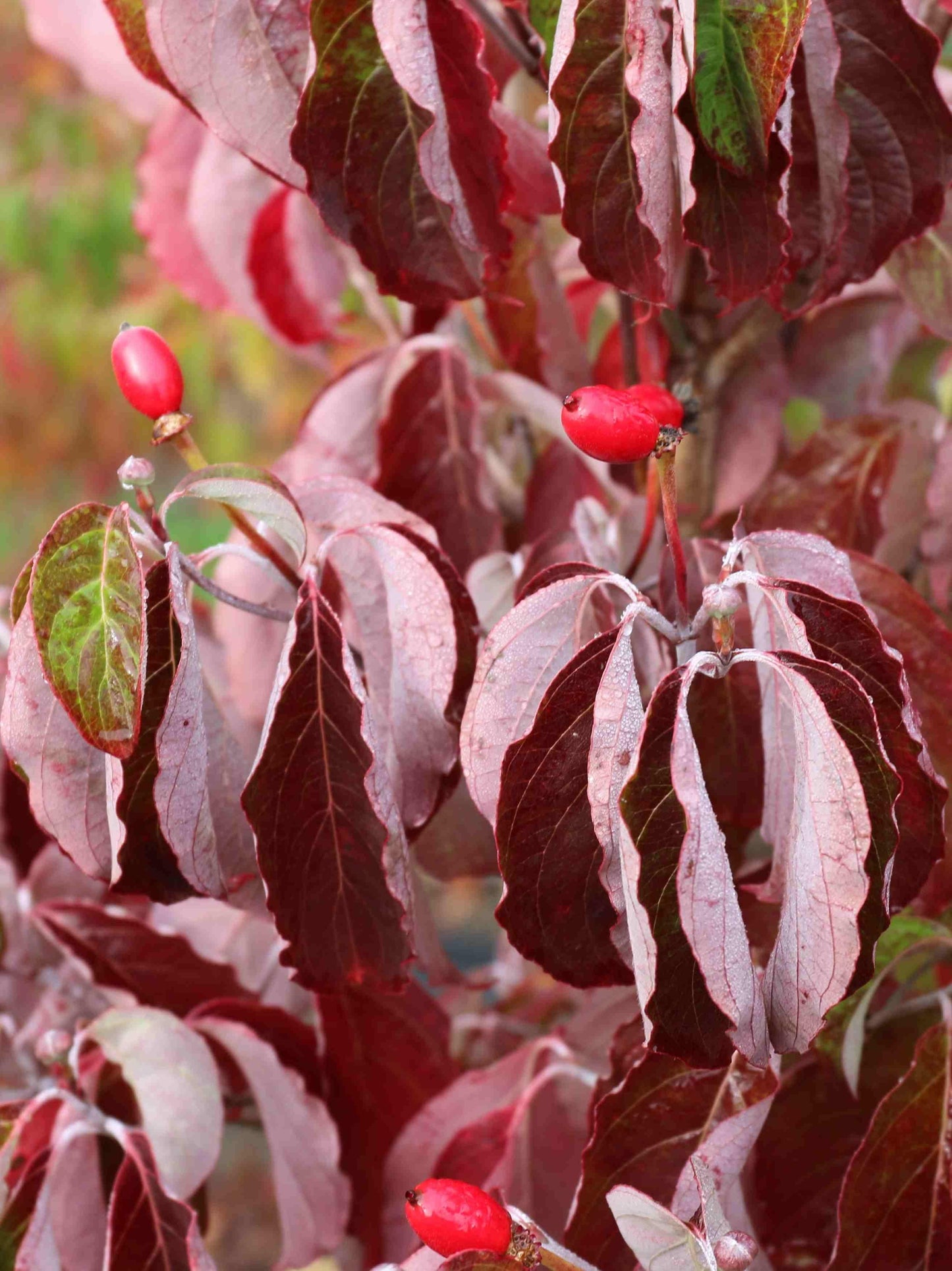 Cornus Florida Appalachian Blush Single Stem - View 2 from www redcrocus com