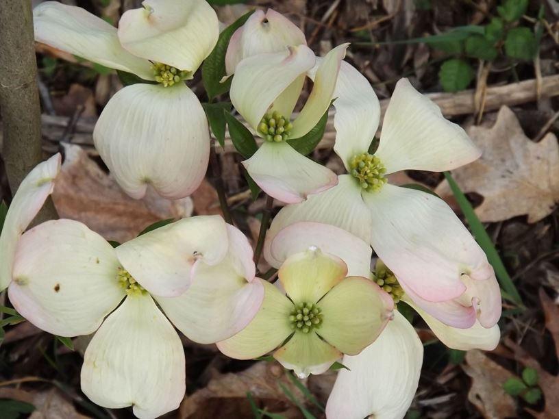 Cornus Florida Appalachian Blush Single Stem - View 3 from www redcrocus com