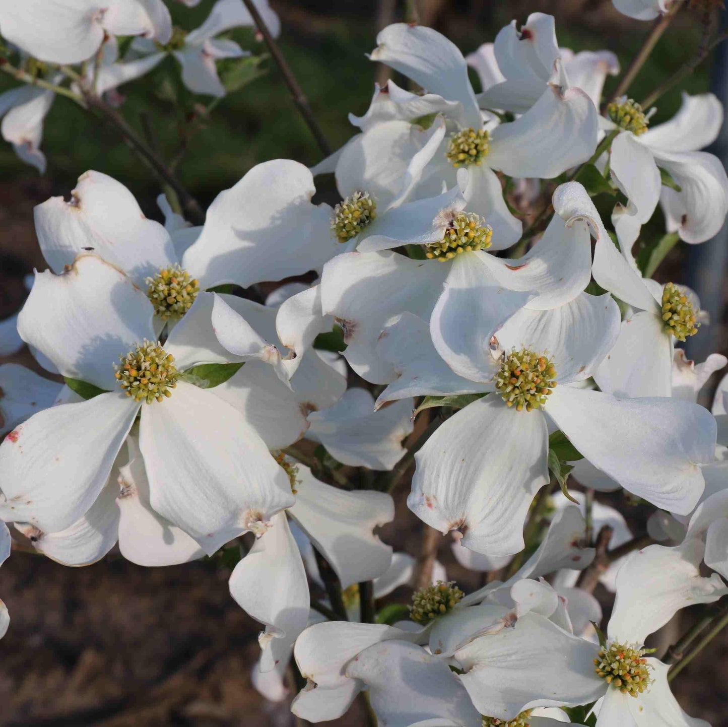 Cornus Florida Appalachian Blush Single Stem - View 4 from www redcrocus com